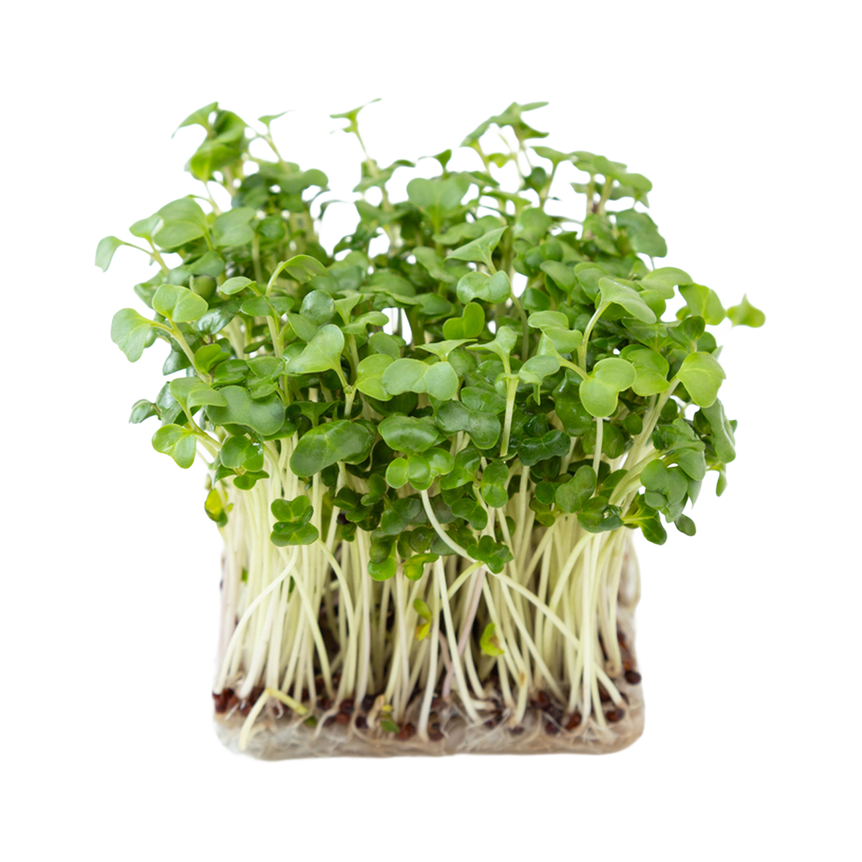 Broccoli Microgreens - 50g - Read Now
