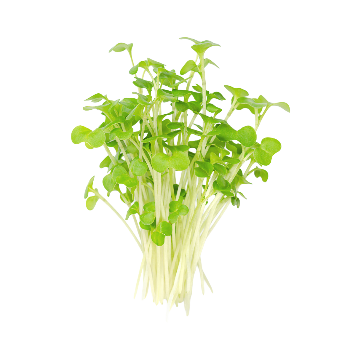 Kale Microgreens - 50 g