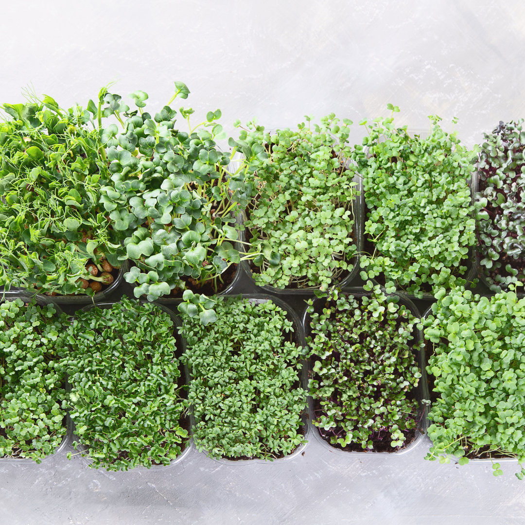 Farmers Blend Microgreens - 60g - Ready Now