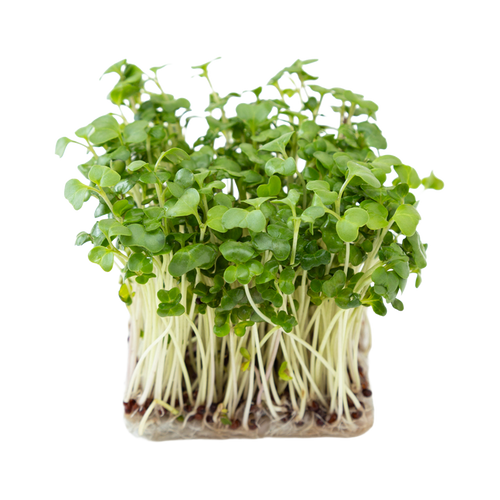 Broccoli Microgreens - 50 g