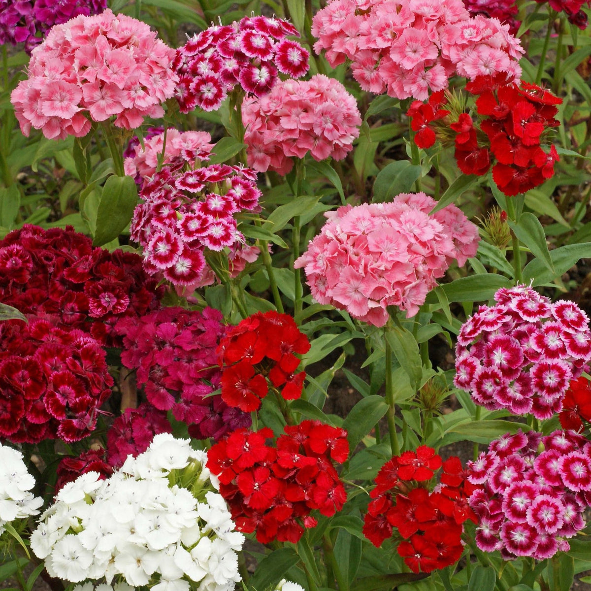 Dianthus - Sweet William – Steep Hills Farm