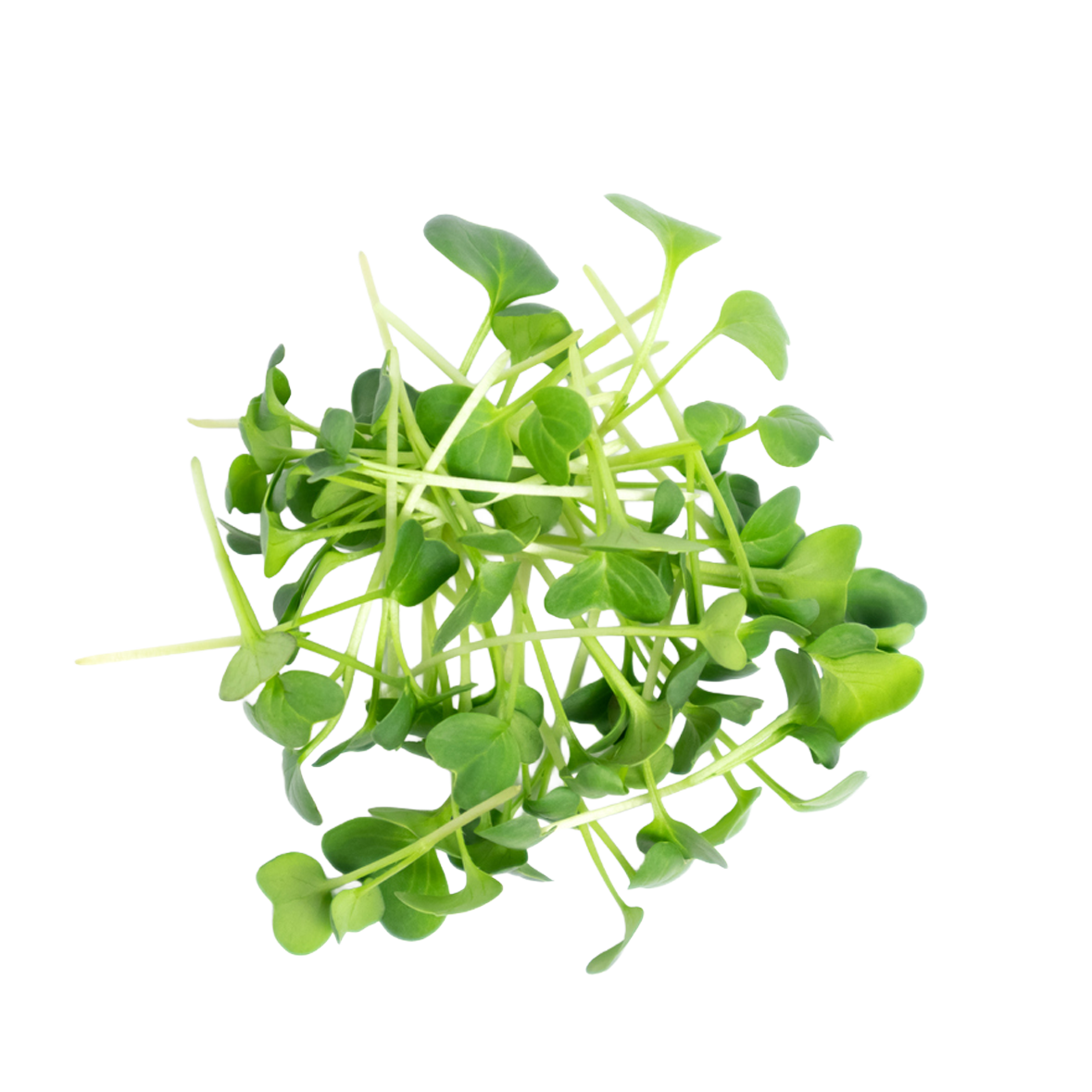 Micro Arugula Microgreens - 50 g
