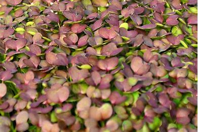 Mustard, Mild Microgreens - 50g