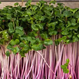 Radish Microgreens - 75g - Ready Now
