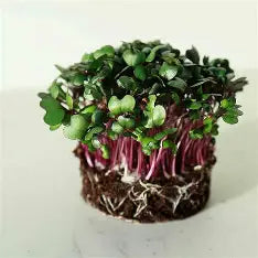 Red Acre Cabbage Microgreens - 50g