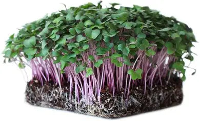 Purple Kohlrabi Microgreens - 50g