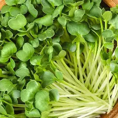 Radish Microgreens - 75g