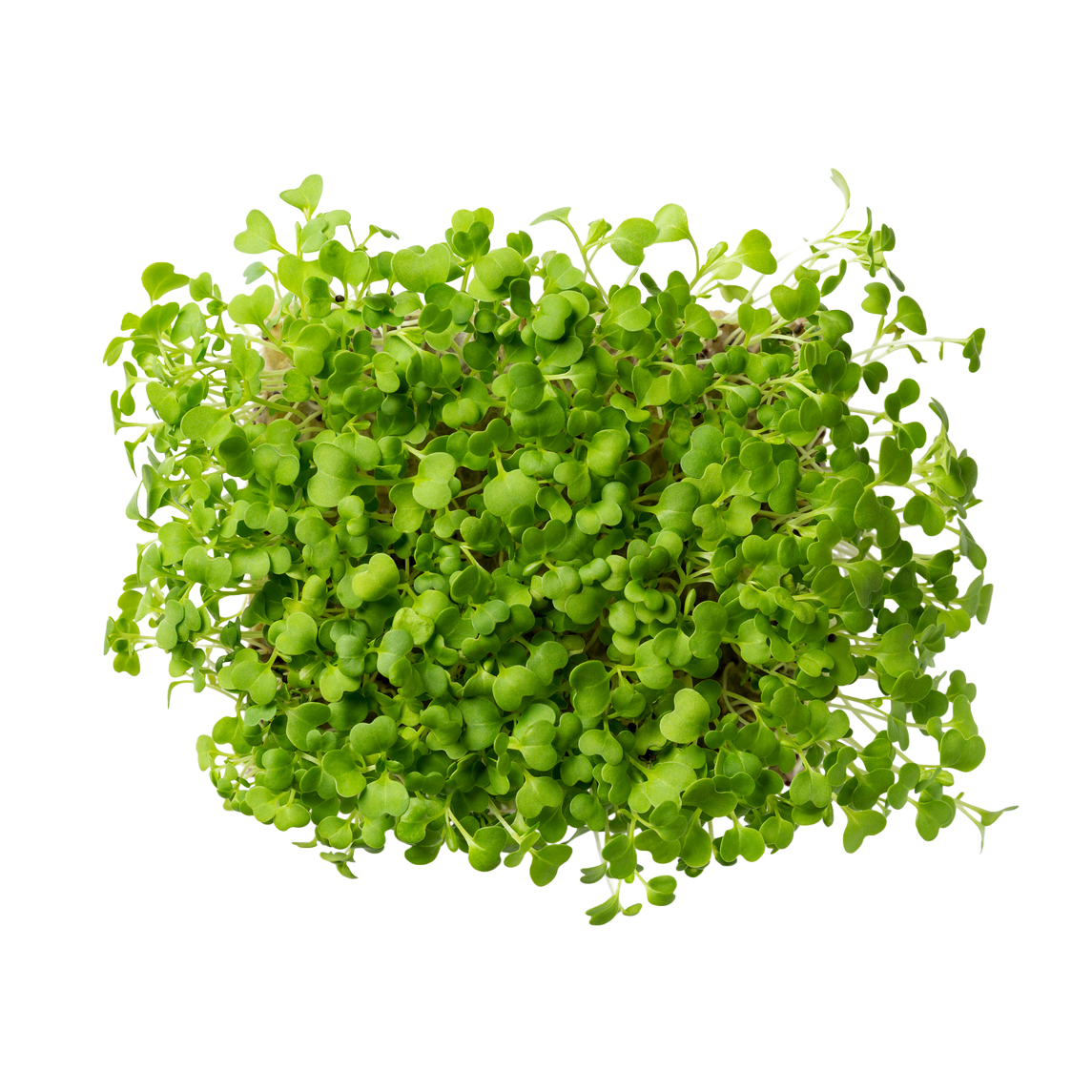 Pak Choi Microgreens - 50g