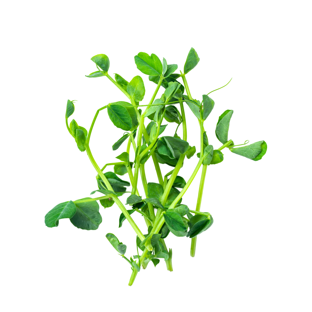 Speckled Peas Shoots - 75g