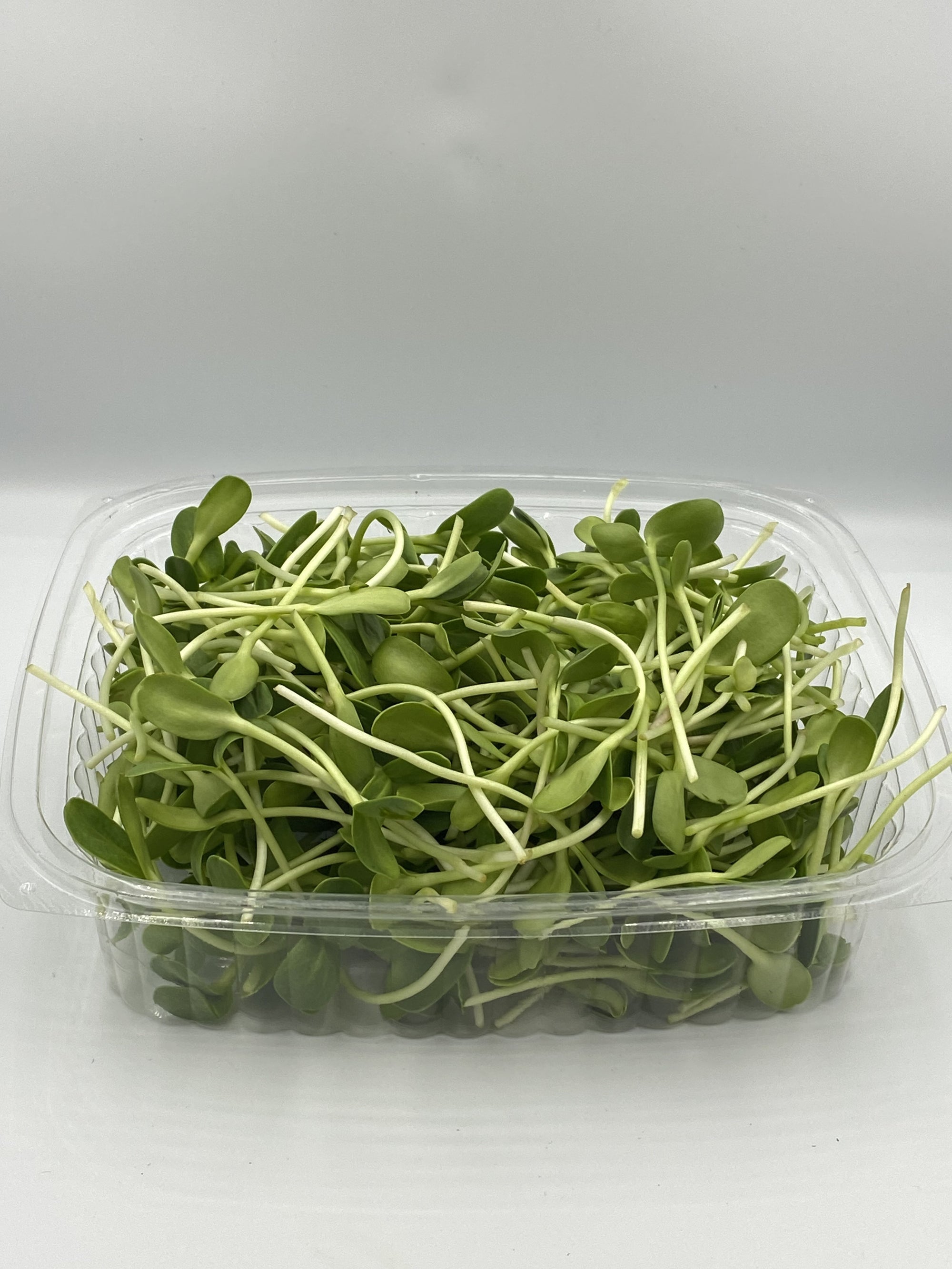 Sunflowers Shoots - 75g - Ready Now