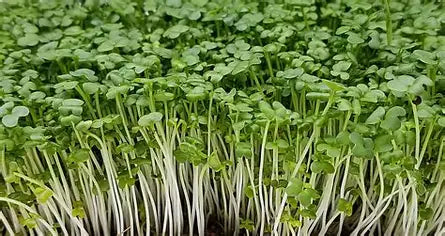 Mustard, Yellow Microgreens - 50g