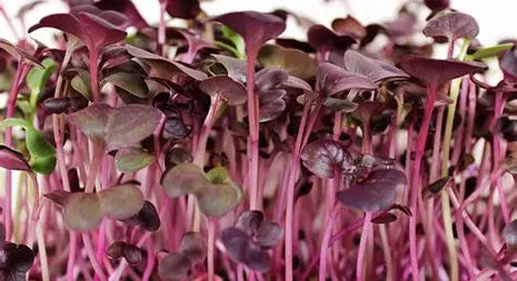 Radish Microgreens - 75g - Ready Now