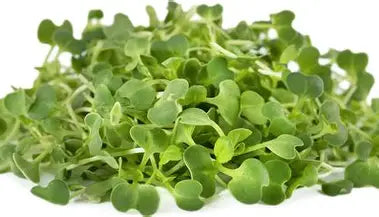 Mustard, Mild Microgreens - 50g