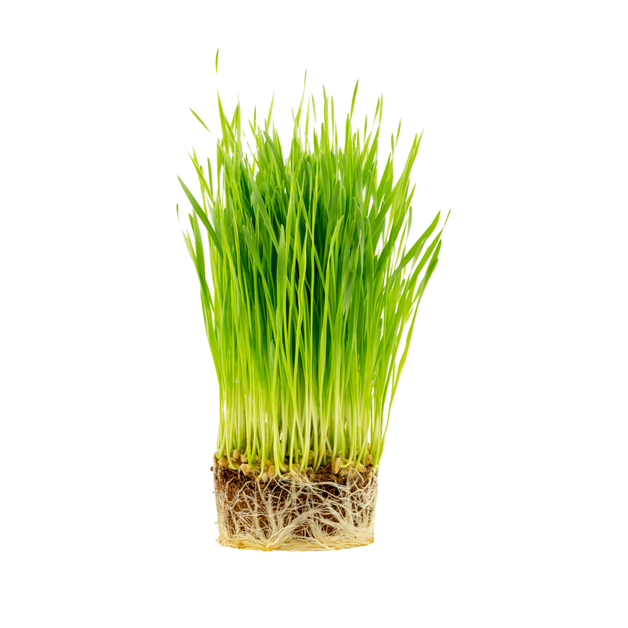 Wheat Grass Microgreens - 5x5 live container